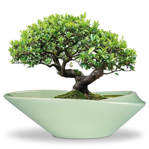 EPFamily Bonsai-Topf aus Keramik, 45,7 cm, Pflanzgefäß mit Ablaufloch, großer moderner Bonsai-Pflanzgefäß, dekorativer Sukkulenten-Blumentopf für Zimmerpflanzen, Outdoor, Grün